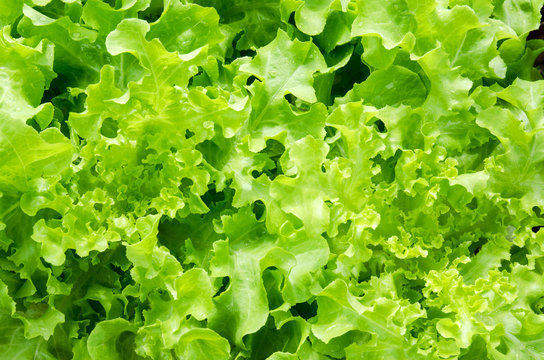 Greenoak Lettuce in organic farm