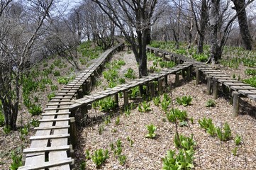 木道の山道