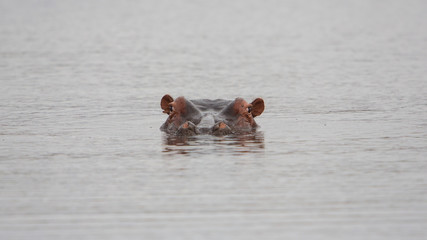 Hippopotamus, Kruger Park, South Africa