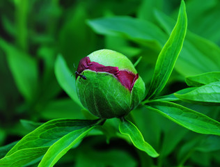 Peony bud closeup