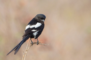 Obraz premium African long-tailed shrike, Kruger Park, South Africa