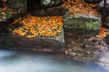 Autumn Leaves on Rocks at Creek