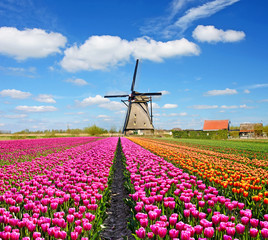 A magical landscape of tulips and windmills in the Netherlands.