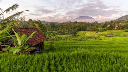 Fototapeta na wymiar View of rice field and mountain in Sidemen, Bali, Indonesia