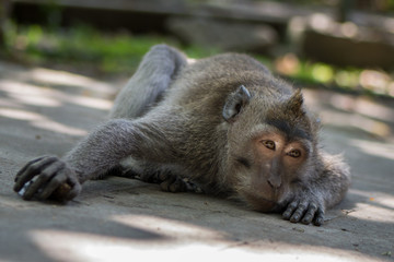 Cute monkey lying down at monkey forest - Ubud, Bali, Indonesia