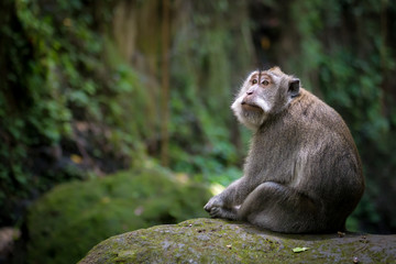 Thoughtful monkey sitting on mossy rock in forest, Ubud, Bali