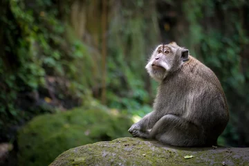 Papier Peint photo Lavable Singe Thoughtful monkey sitting on mossy rock in forest, Ubud, Bali