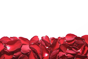 Beautiful red roses petals  on white background. Valentine's Day