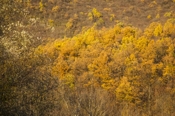 Fototapeta premium Autumn forest