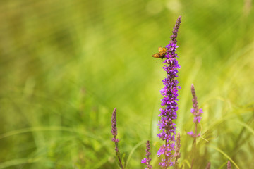Fototapeta premium Schmetterling im strahlenden Frühling