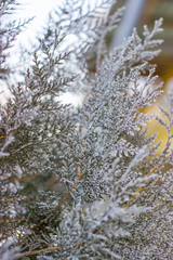 Frozen plants