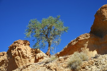 Fototapeta na wymiar Kameldornbaum in Sesriem Canyon