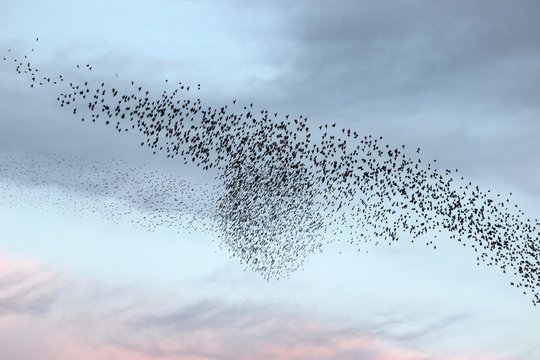 Vol d'&eacute;tourneaux