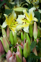 Obraz premium Gigli presso Euroflora