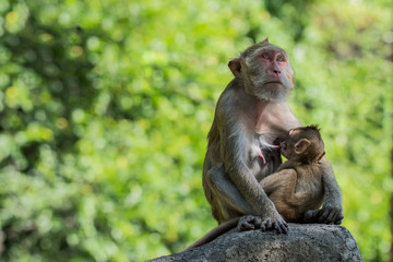 Mother feeding her baby