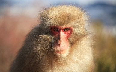 Japanese Monkey's Portrait 2