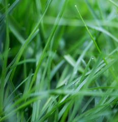 bright green grass
