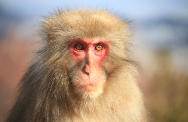 Japanese Monkey's Portrait 