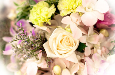  Beautiful Roses as a background