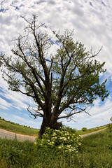 Solitary oak tree by road