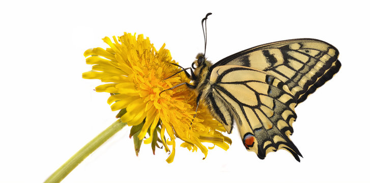 Fototapeta Swallotail (Papilio machaon) sitting on a dandelion