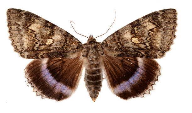 The Blue Underwing, Catocale fraxini, also called the Clifden Nonpareil