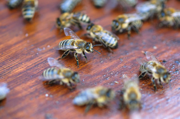 Moving bees on wooden board of beehive macro close up