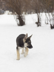 German Shepherd walks on snow
