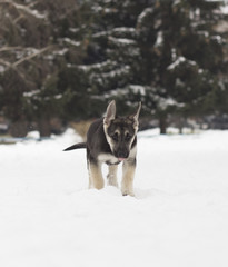 Naklejka premium German Shepherd walks