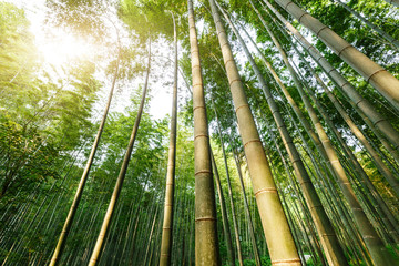 Green bamboo forest in the summer