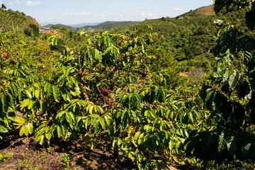 Fototapeta na wymiar Kaffepflanzen im Hochland von Vietnam