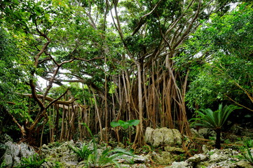 沖縄　大石林山のガジュマルの木