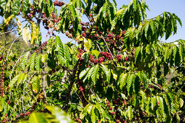 Kaffepflanzen im Hochland von Vietnam