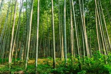 Keuken foto achterwand Bamboe Groen bamboebos in de zomer