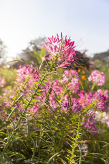 Cleome flower in the garden