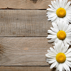 Fototapeta premium Daisy flowers on old wooden background top view