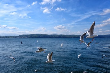 Seagulls at lake Constance