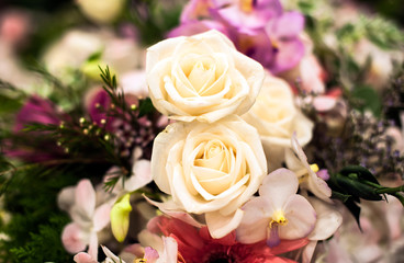  Beautiful Roses as a background