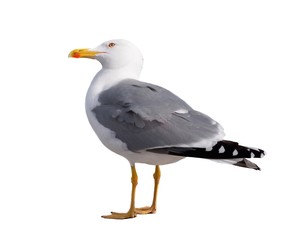 sea gull standing on his feet. seagull .
