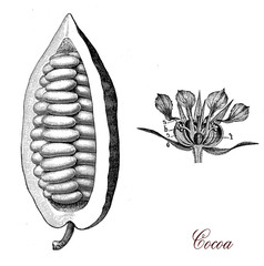 Vintage print describing cocoa bean and flower botanical morphology,its seeds, cocoa beans, are used to make cocoa mass, cocoa powder, and chocolate