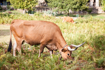 two domesticated cows on pasture