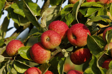 Pommes rouges sur l'arbre