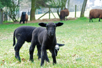 lamb