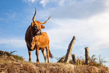 bull, cow on pasture - 100940625