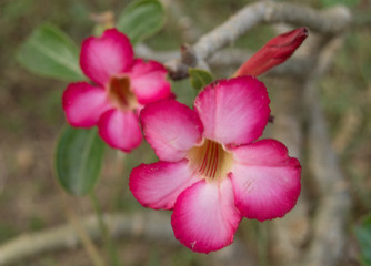 Red tropical flowers