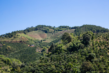 Fototapeta na wymiar Hügel im Hochland von Vietnam