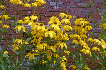 Yellow Rudbeckia flowers