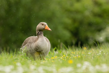 Greylag Goose in Meadow (arenaria interpres)