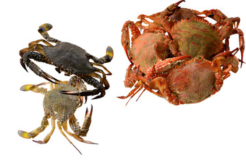 Fresh Crabs and steamed Crab isolated on white.