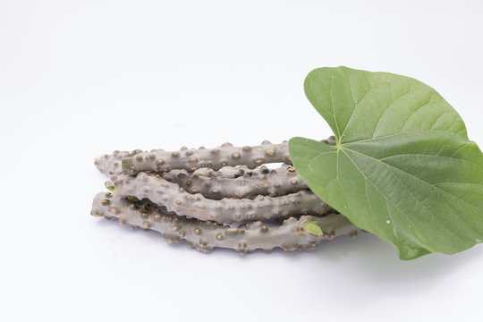 heart leaf moonseed  herb for healthy
